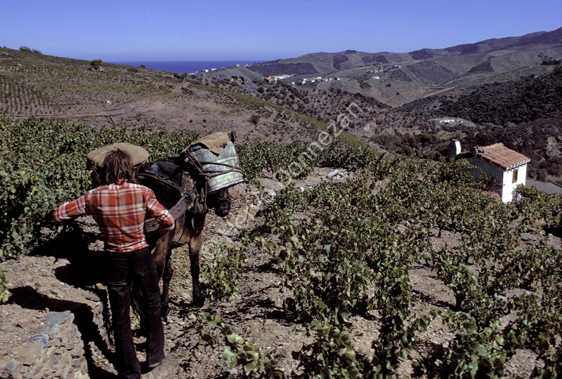 1111_22274_BANYULS MULET_A4