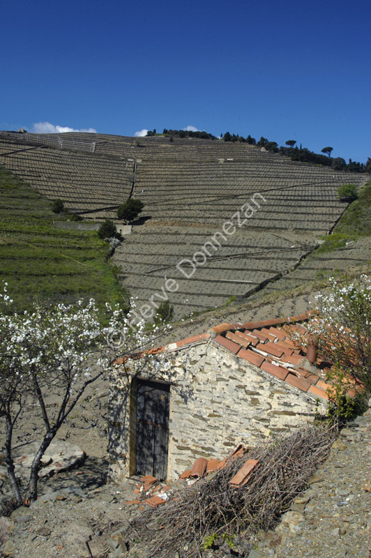 1461_25555_BANYULS_CASOT_A4