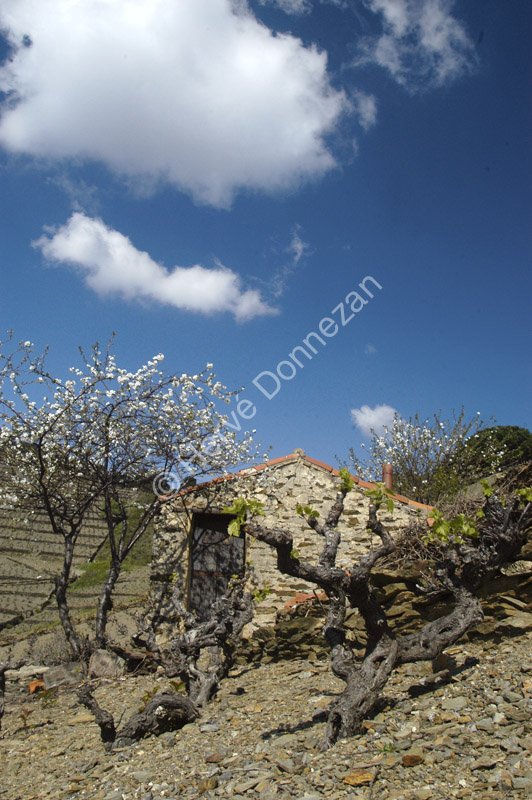 1462_25566_BANYULS_CASOT_A4