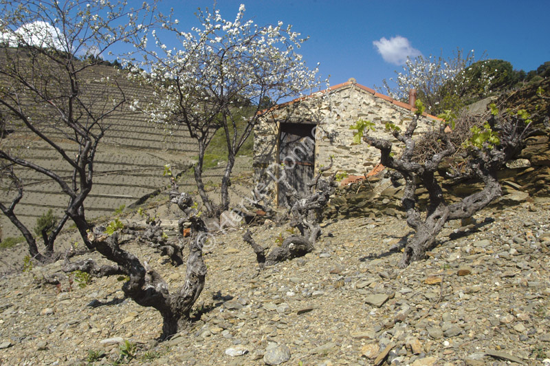 1462_25567_BANYULS_CASOT_4