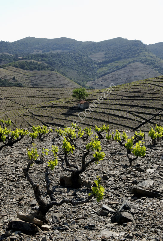 1846_49162_CASOT_BANYULS_A4