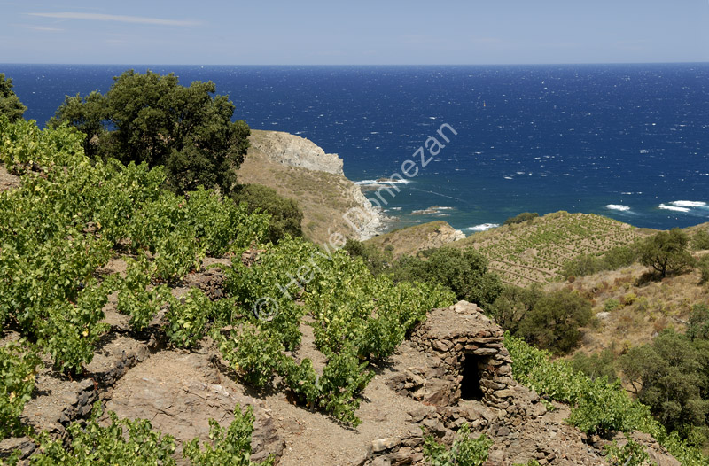 1971_4791BANYULS_CASOT#503D