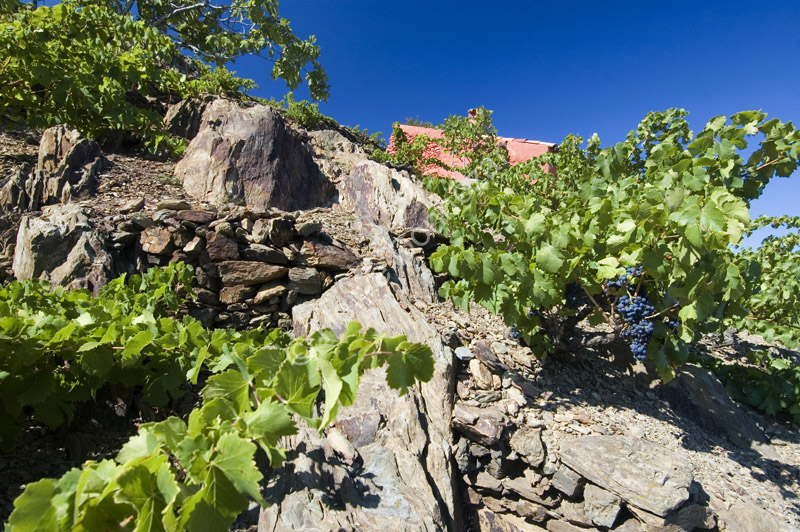 2377_46808_COLLIOURE_C#501C