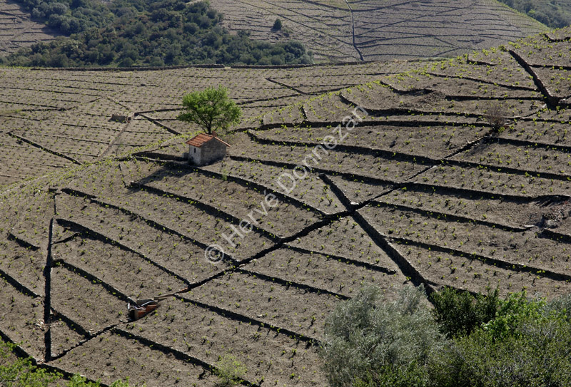 2486_49207_BANYULS_CASOT_A4