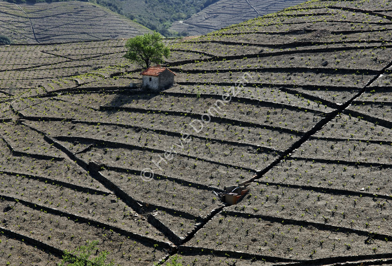 2585_49195_BANYULS_CASOT_A4