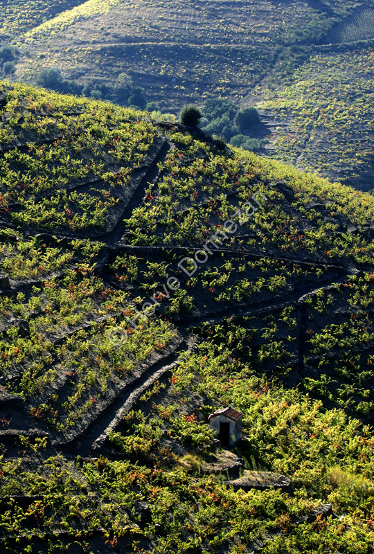 2956_VIGNES_CASOT_4