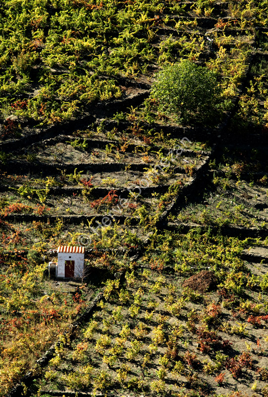 3261_80100_VIGNES_CASOT_4