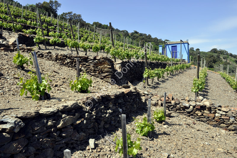 3545_0086COLLIOURE_VIGNE_4