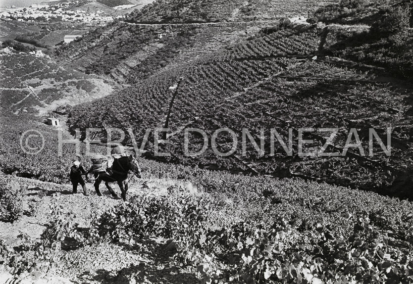 CRU BANYULS VENDANGES