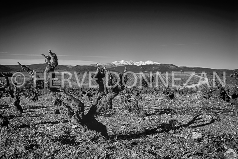 FRANCE ROUSSILLON ASPRES VINEYARD