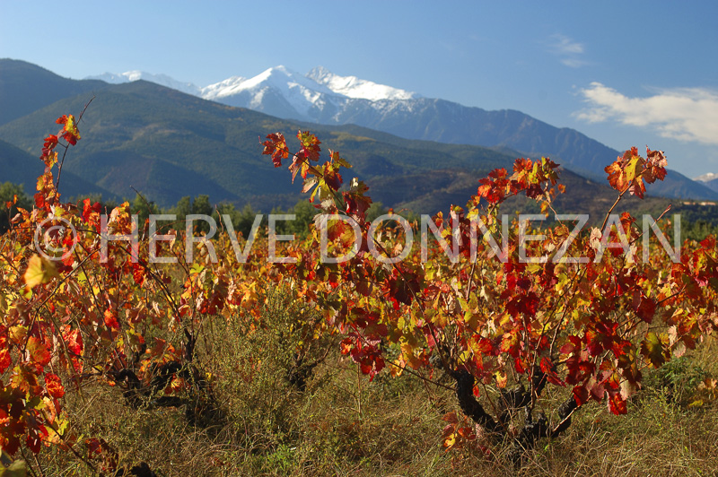 0035317 CANIGOU ILLE SUR TET