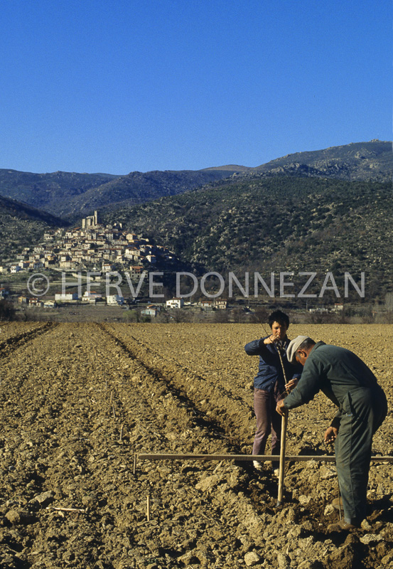 0035612 EUS CONFLENT