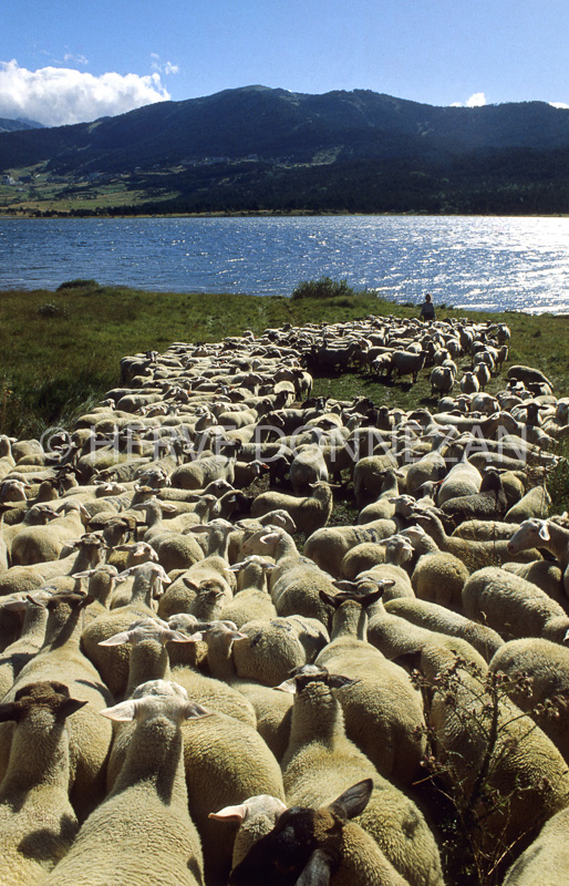 0128145 LAC MATEMALE