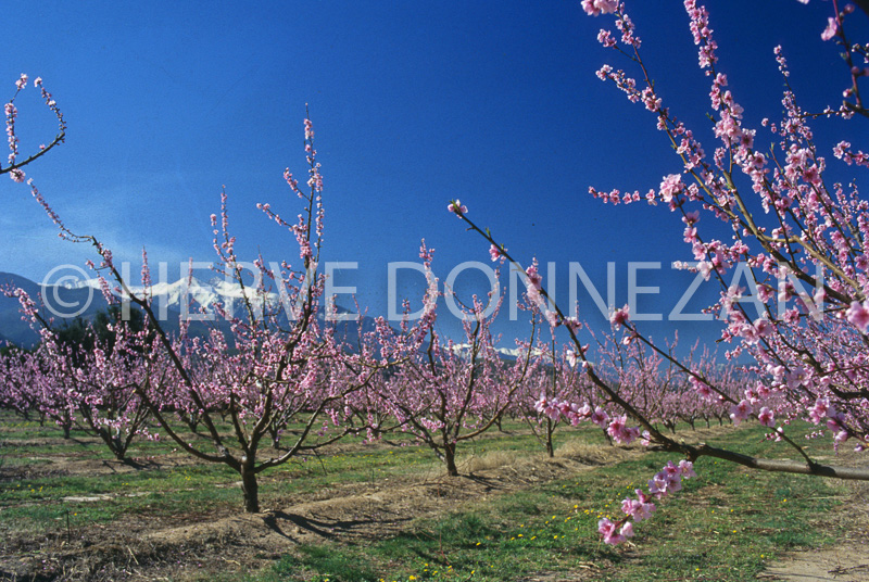 0128816 ILLE SUR TET