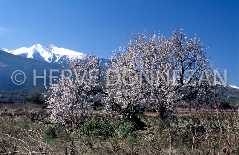 1251_21465_AMANDIER_CANIGOU rescanner OR