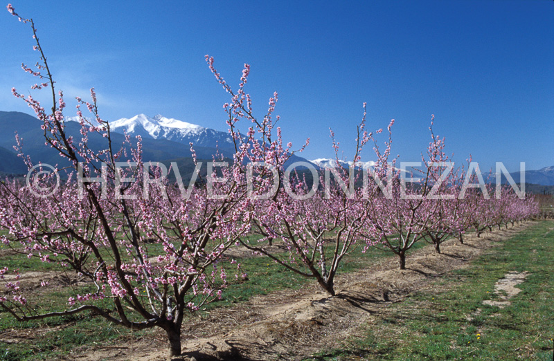 1252_21466_PECHERS-CANIGOU