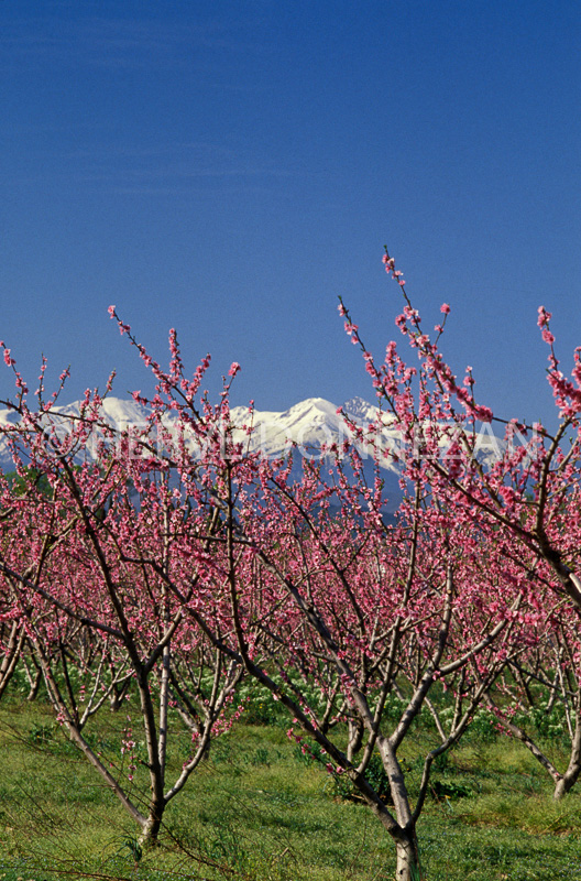 1451_25511_PECHERS_CANIGOU