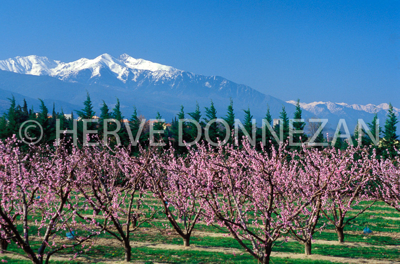 2431_21628_PECHERS_CANIGOU