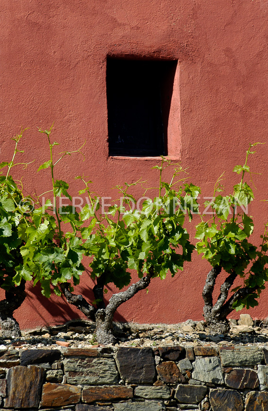 0505 CASOT VIGNE COLLIOURE ROSE 