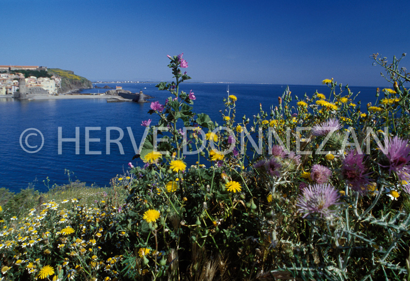 0696_23640 COLLIOURE 