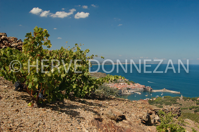 0892_33351_COLLIOURE_CEP 