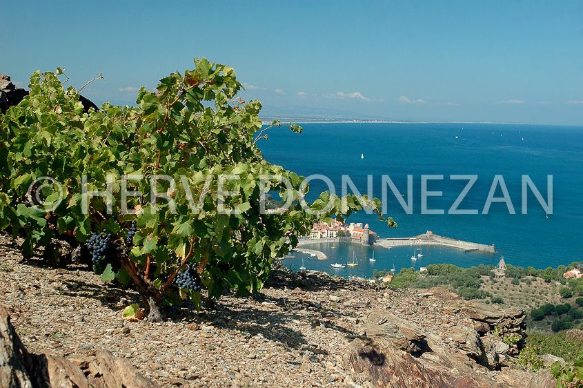 0893_33359 COLLIOURE CEP 