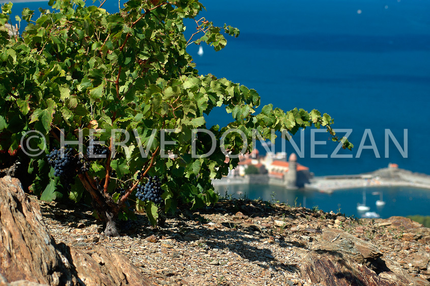 0894_33376 COLLIOURE CEP 