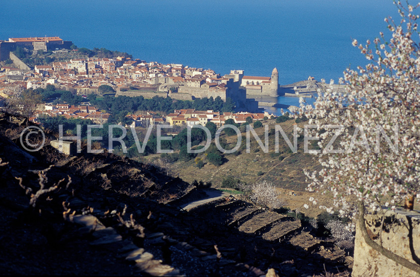 1920-35756-COLLIOURE AMANDIER_