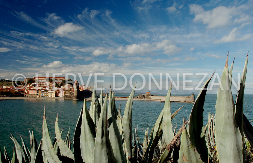 1943_46731_COLLIOURE_ALOES