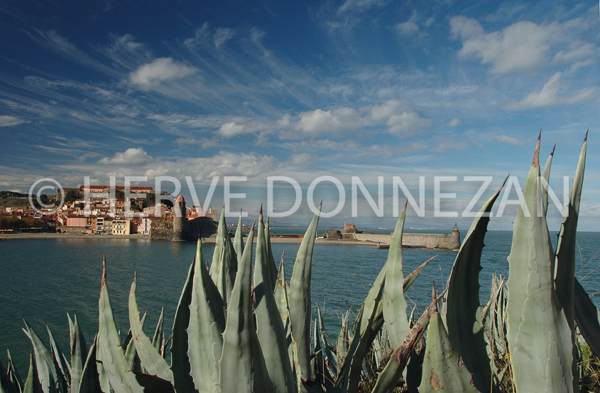 2335_46731_COLLIOURE_ALOES