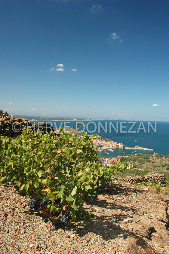 2337_33398_COLLIOURE_VIGNES_