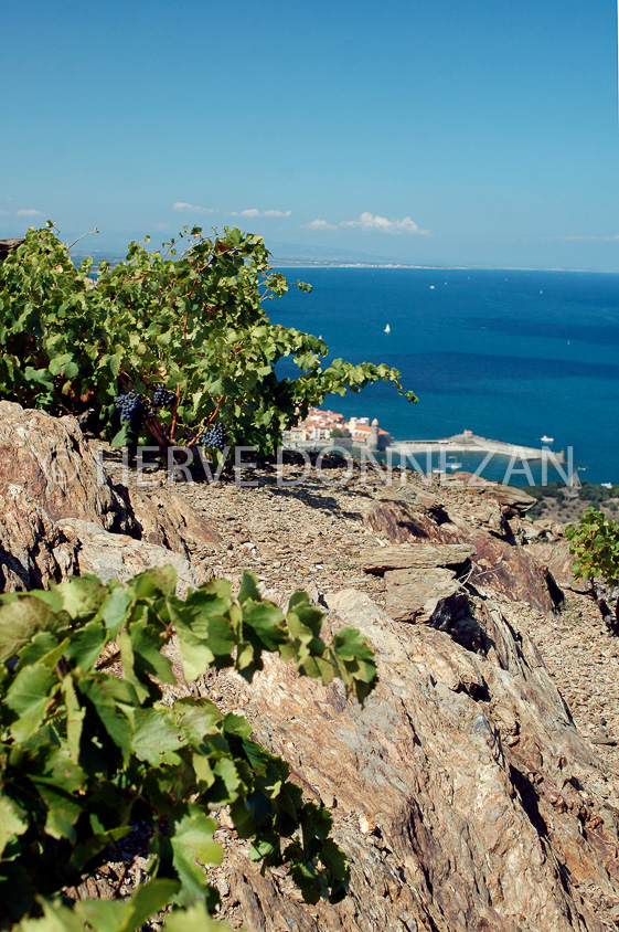 2338_33380_COLLIOURE_VIGNES_