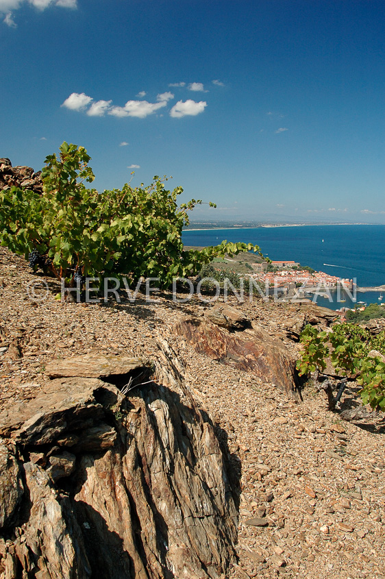 2357_33352_COLLIOURE_CEP_