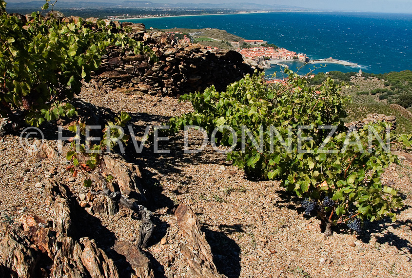 2362_46779_COLLIOURE_CEP_