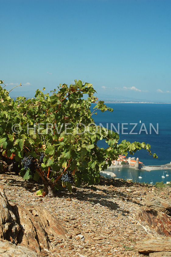 2373_33361_COLLIOURE_CEP_MER_