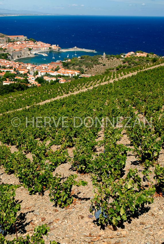 2747_52216_COLLIOURE_VIGNES