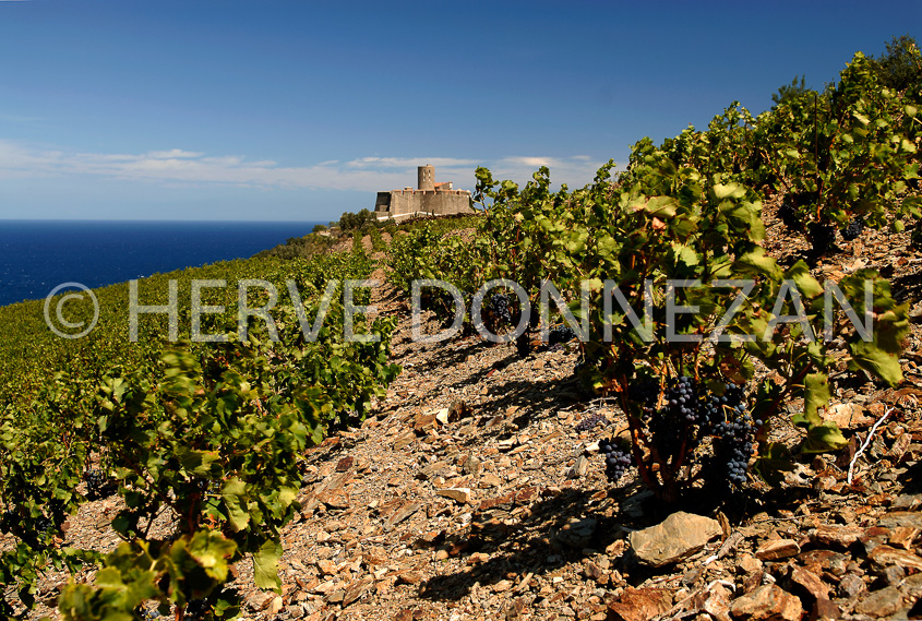 2748_52215_COLLIOURE_STELME