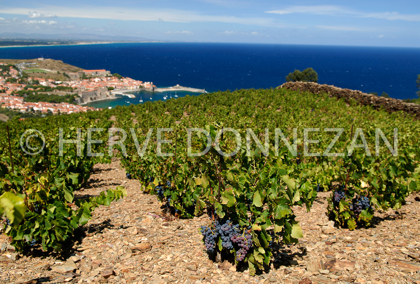 2749_52222_COLLIOURE_VIGNES