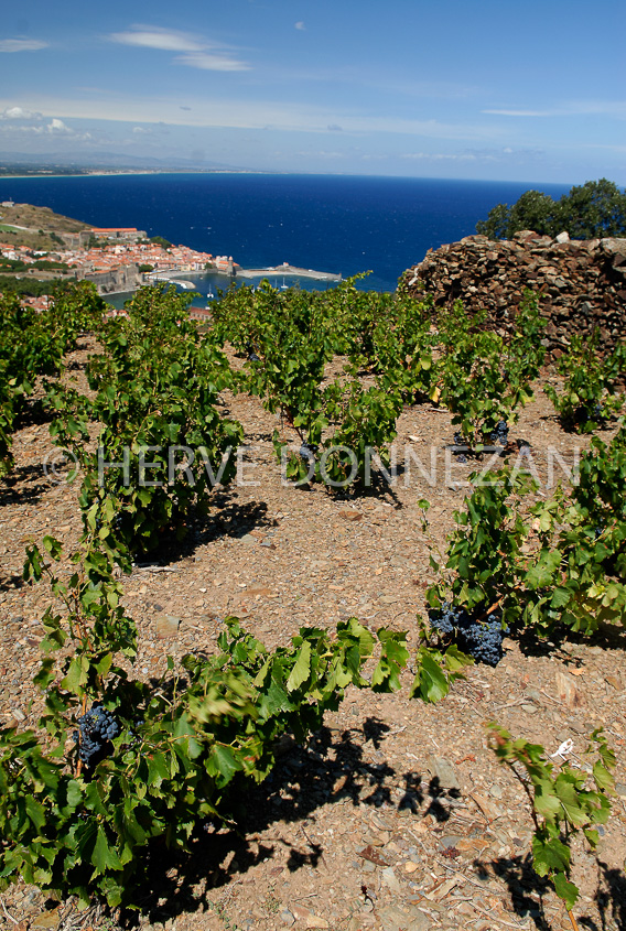 2752_52231_COLLIOURE_VIGNES_