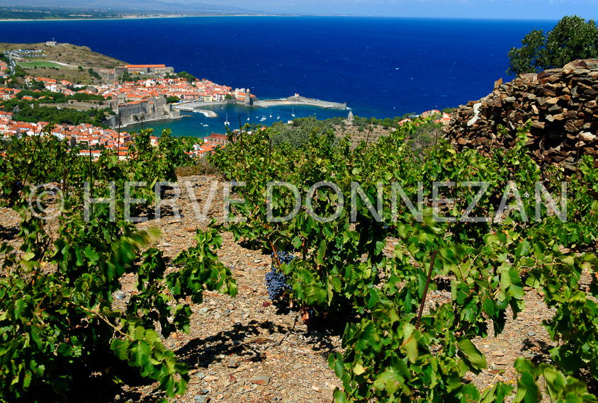 2756_52239_COLLIOURE_VIGNES