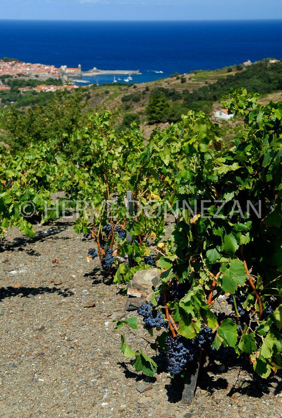 2762_0052257_COLLIOURE_VJGNES