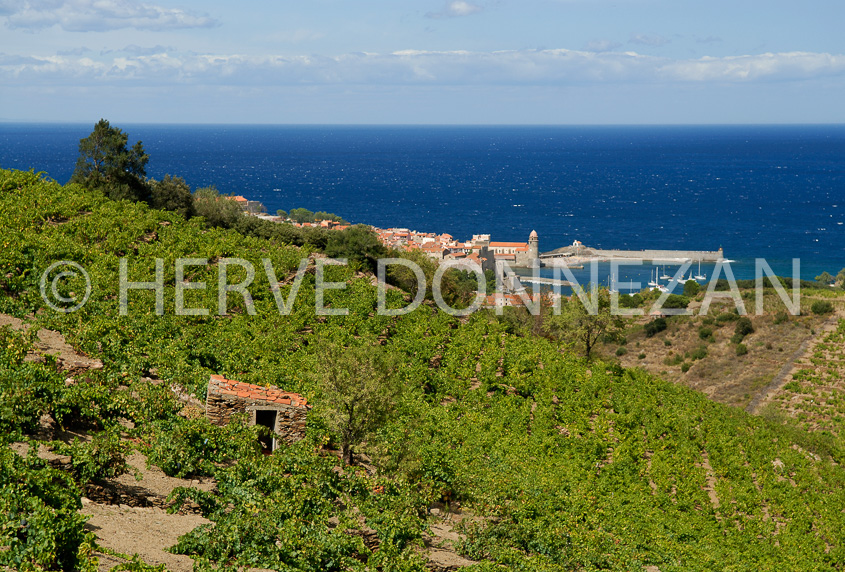 2769_52289_COLLIOURE_VIGNES