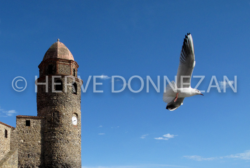 2923_0090_COLLIOURE-CLOCHER-MOUETTE