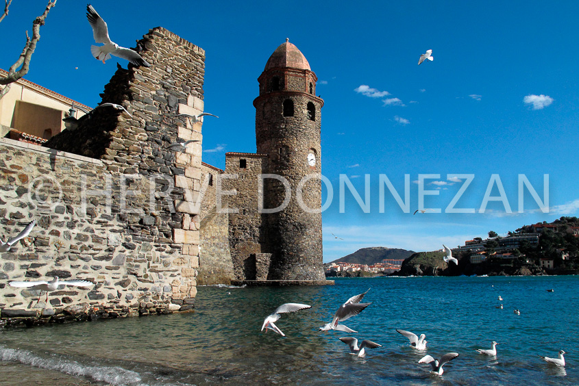3531_0086_COLLIOURE_MOUETTES