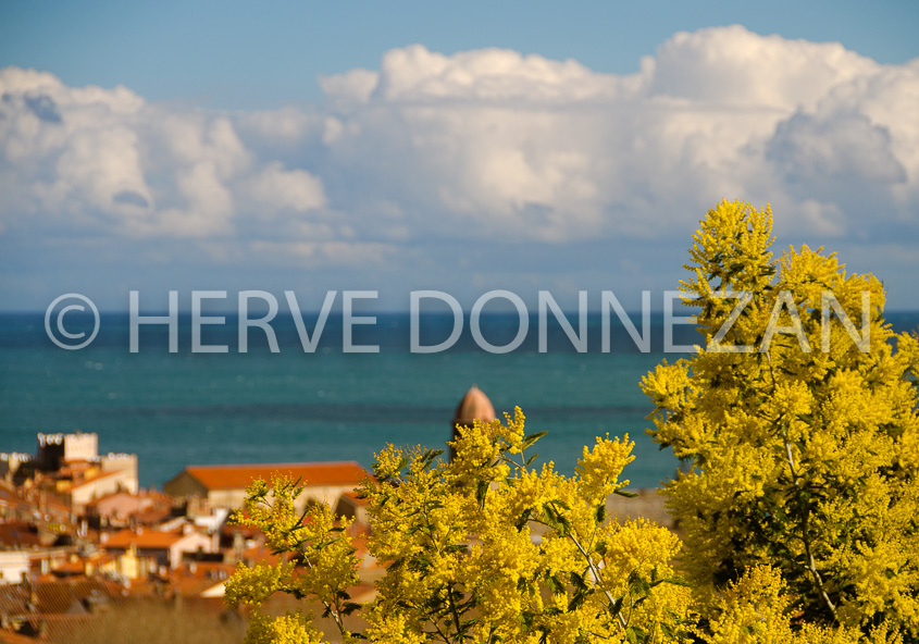 4376-5261_COLLIOURE_MIMOSA