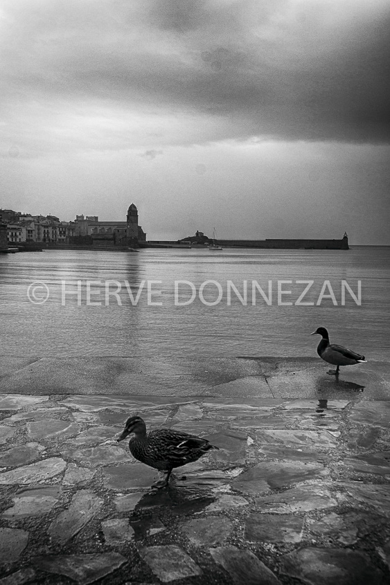 4383_5352_COLLIOURE_CANARD_BN-HDR