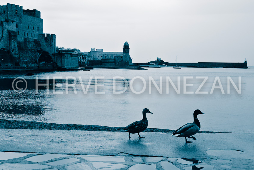 4384_5379_COLLIOURE_CANARDS_BLEU