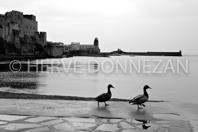 4384_5379_COLLIOURE_CANARDS_BN