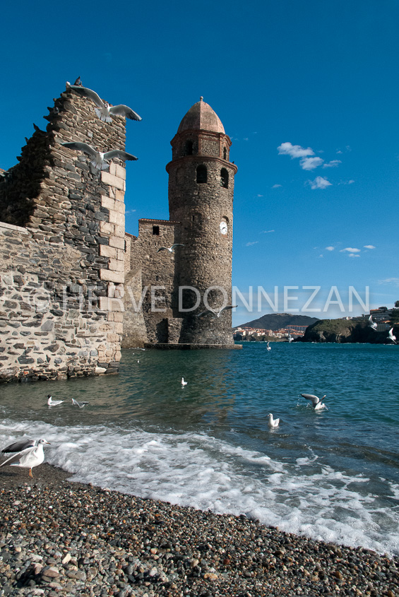 4485_79_COLLIOURE_MOUETTES