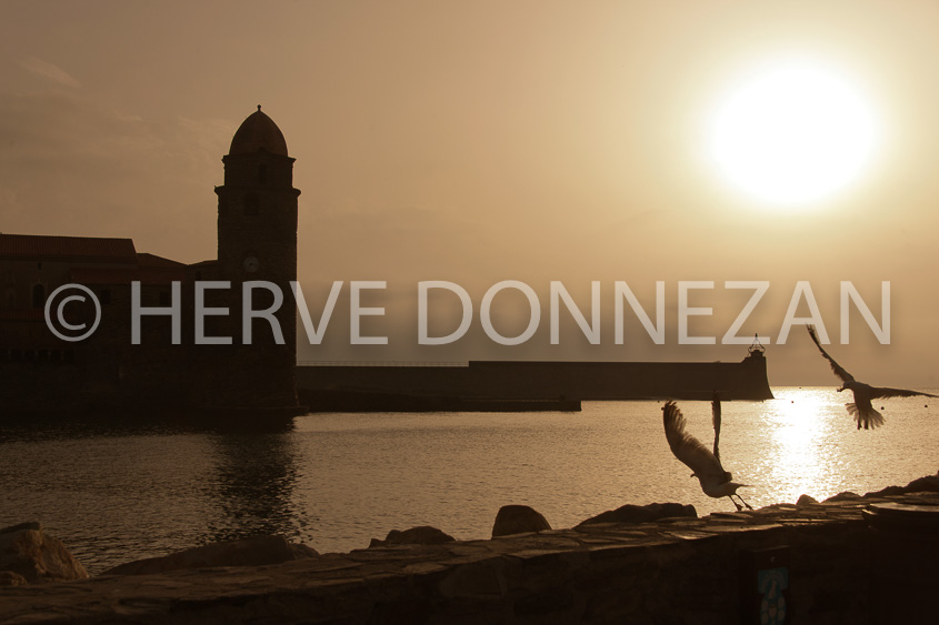 4565_0070_COLLIOURE_MOUETTES